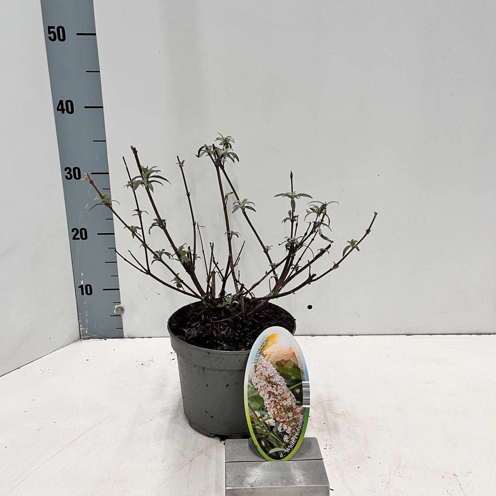 Buddleja dav. 'White Profusion', D 17