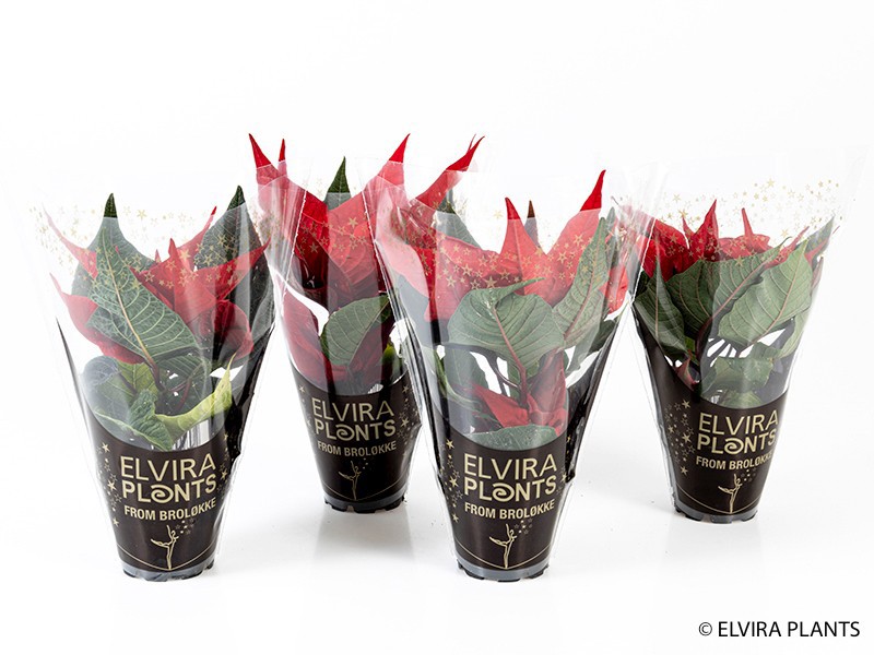 EUPHORBIA PULCHERRIMA 'MINI', D 6 cm