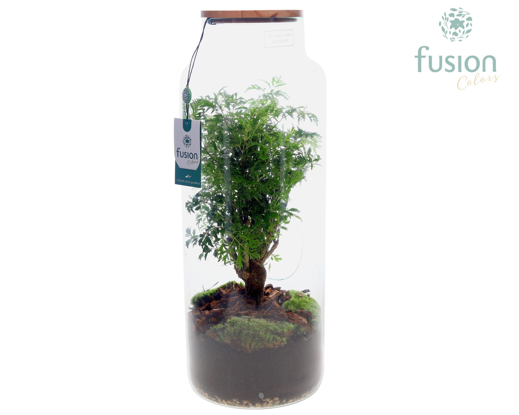 Glas vaas met houten dop en Polyscais, D 19