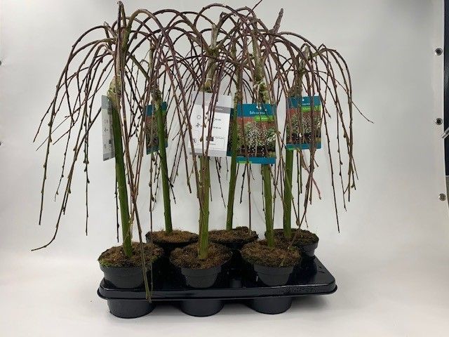 Salix caprea 'Kilmarnock', D 15