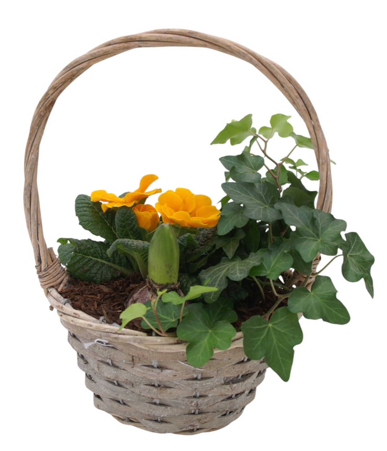 Primula Hengselmand 1x hedr 1x hys 1x prim 578, D 19 cm