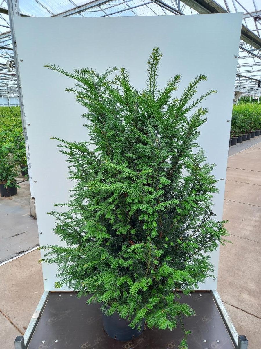 Taxus baccata, D 40