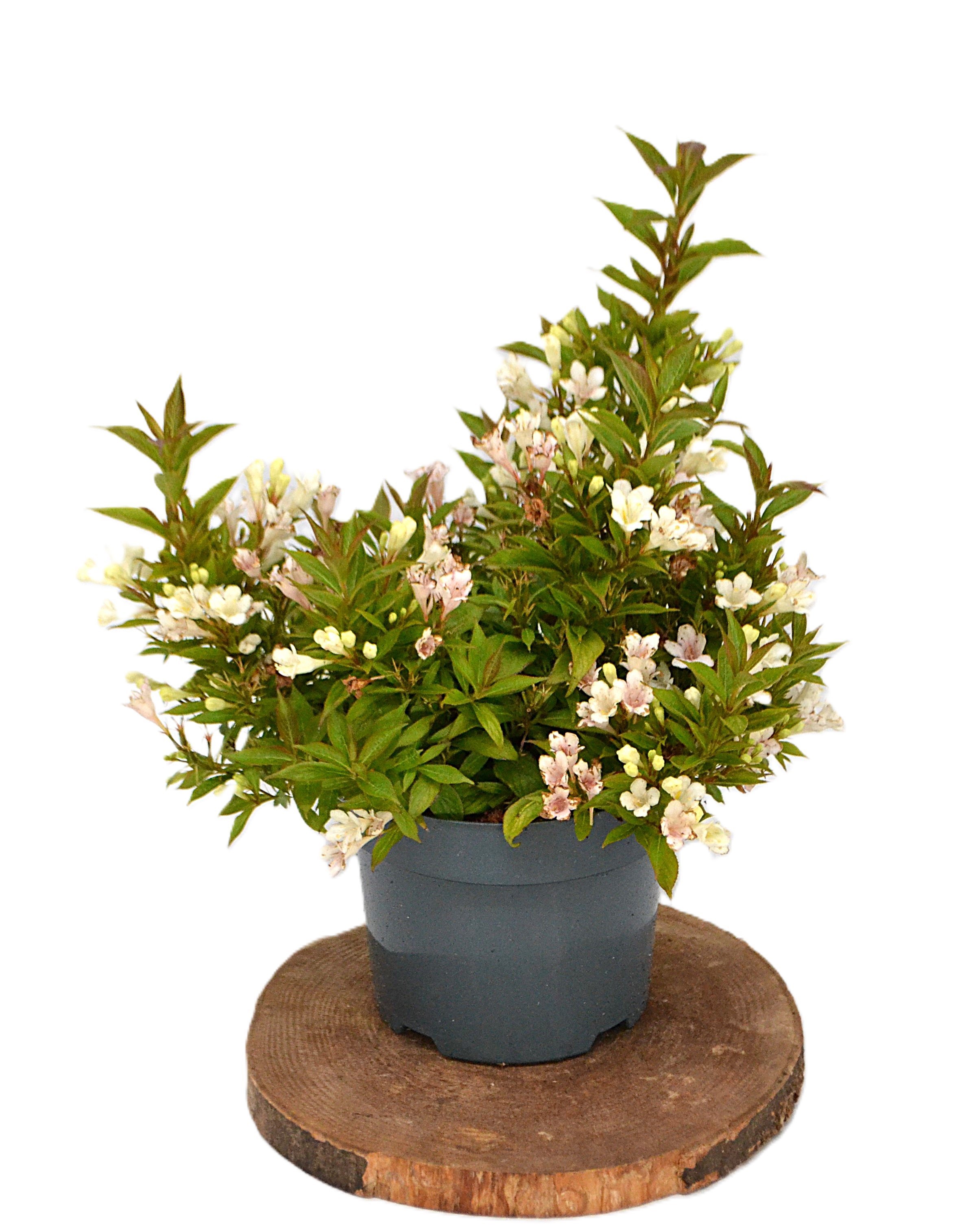 Weigela Picobella Bianco, D 19