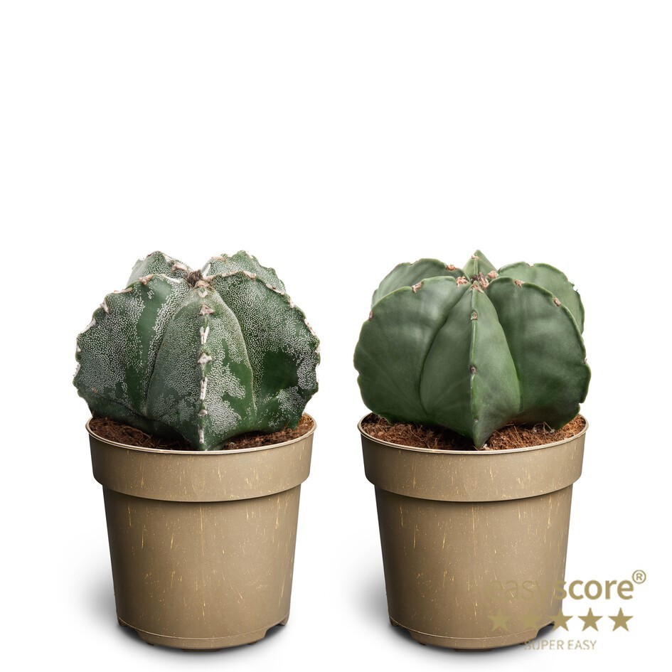 ASTROPHYTYM MYRIOSTIGMA, D 11 cm