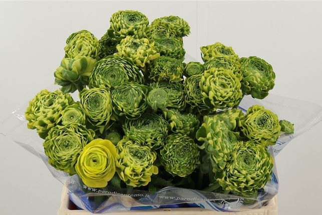 Ранункулус Пон Пон Флора 40, шт.