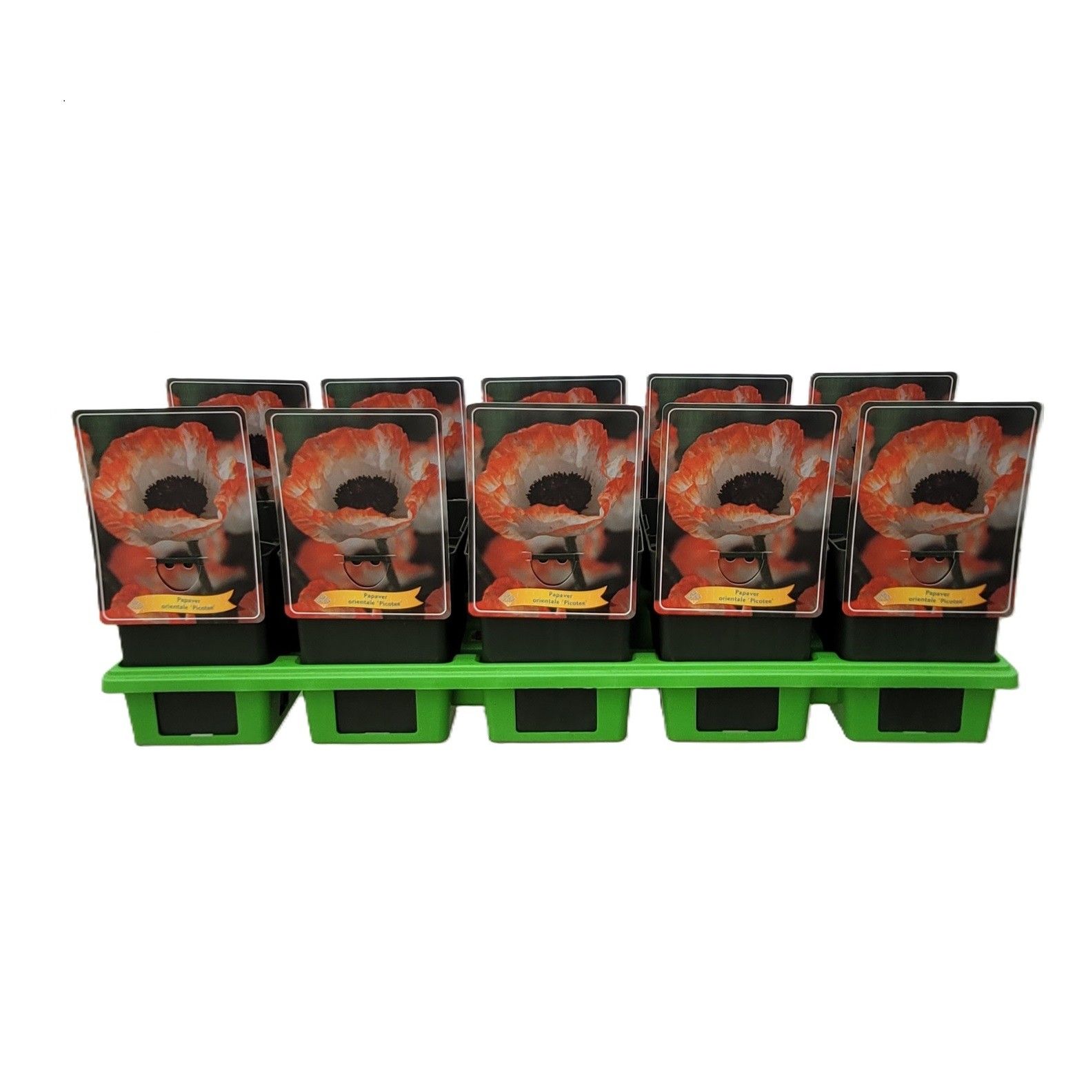Papaver orientale 'Picotee' P11, D 11