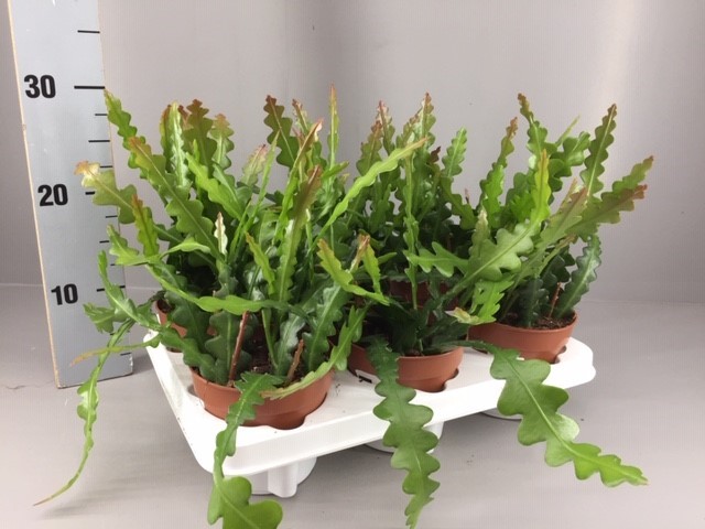 Epiphyllum anguliger, D 12