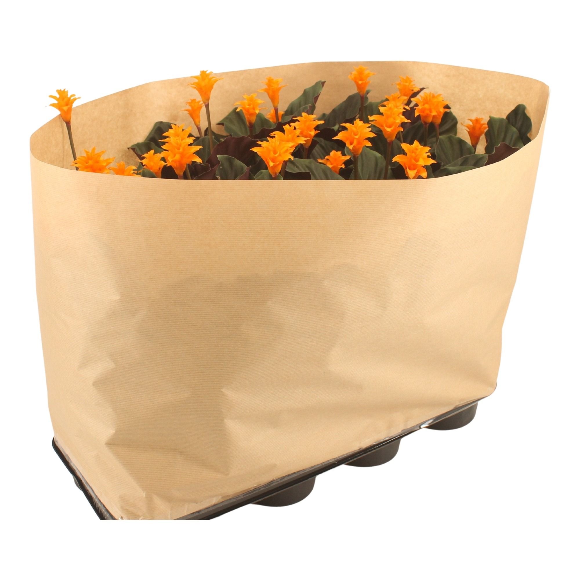 Calathea crocata Tassmania in "papierwikkel" 3-4 bl, D 14