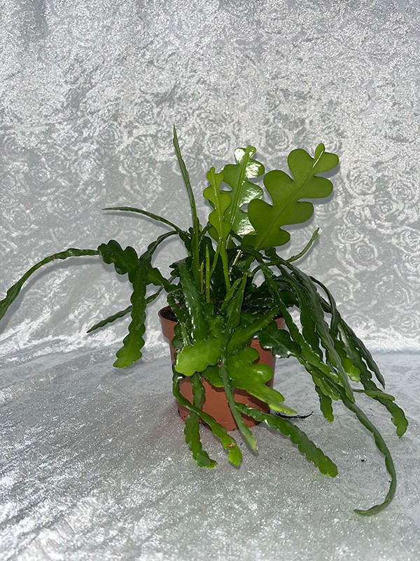 EPIPHYLLUM ANGULIGER FISHBONE, D 12 cm