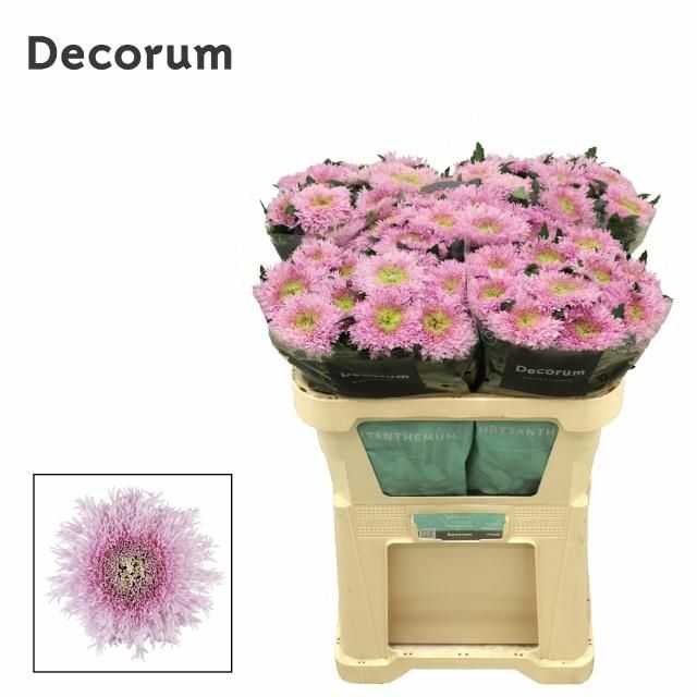 Хризантема од. Этрушко 70, шт.