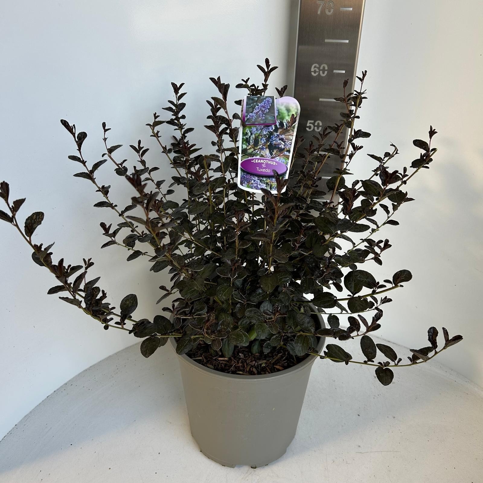 Ceanothus 'Tuxedo' PBR, D 29 cm