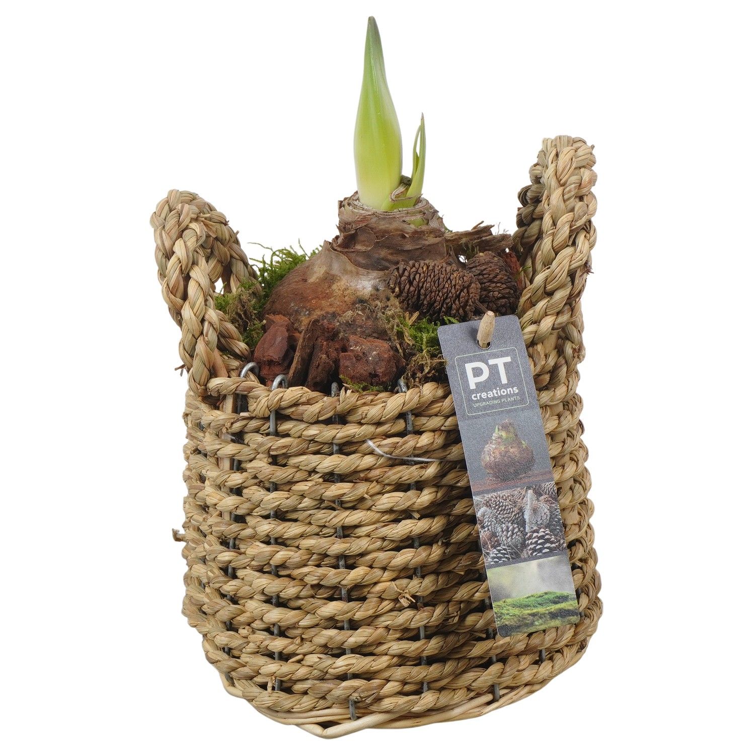 PTAA7551 Arrangement Amaryllis in rieten mand, D 15 cm