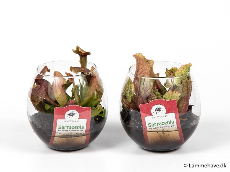 SARRACENIA PURPUREA 185, D 9