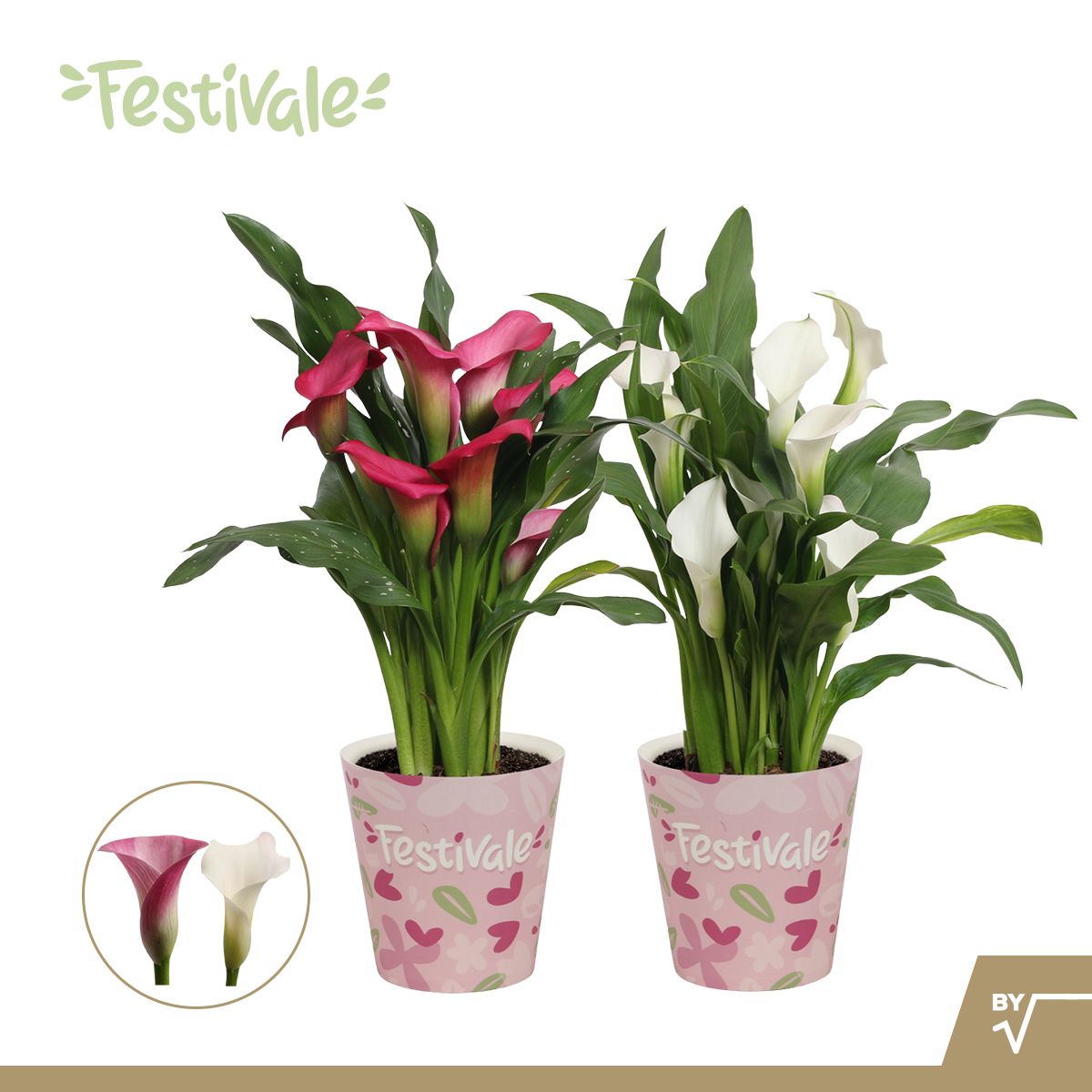 Zantedeschia (Calla) Roze/Wit in Paper Cup, D 12