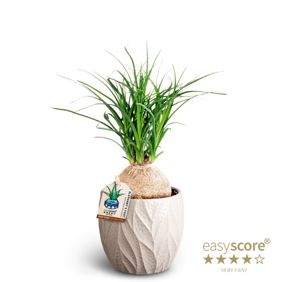 BEAUCARNEA RECURVATA 40903037 Leaf Sand Beaucarnea, D 10