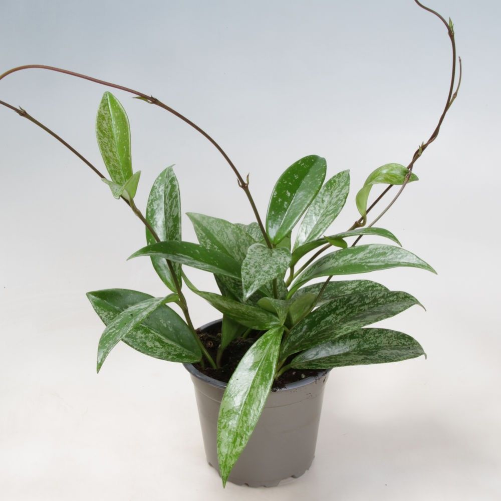 Hoya Carnosa Silverspots 12 cm, D 12
