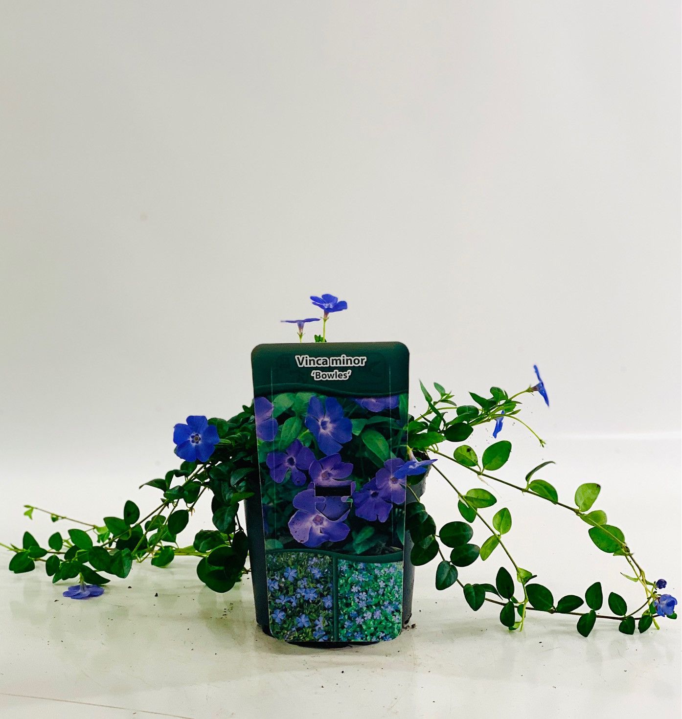 Vinca minor 'Bowles' 20-25, D 15