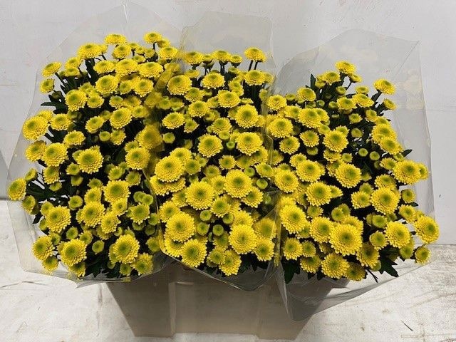 Сантини Ауринко, шт.