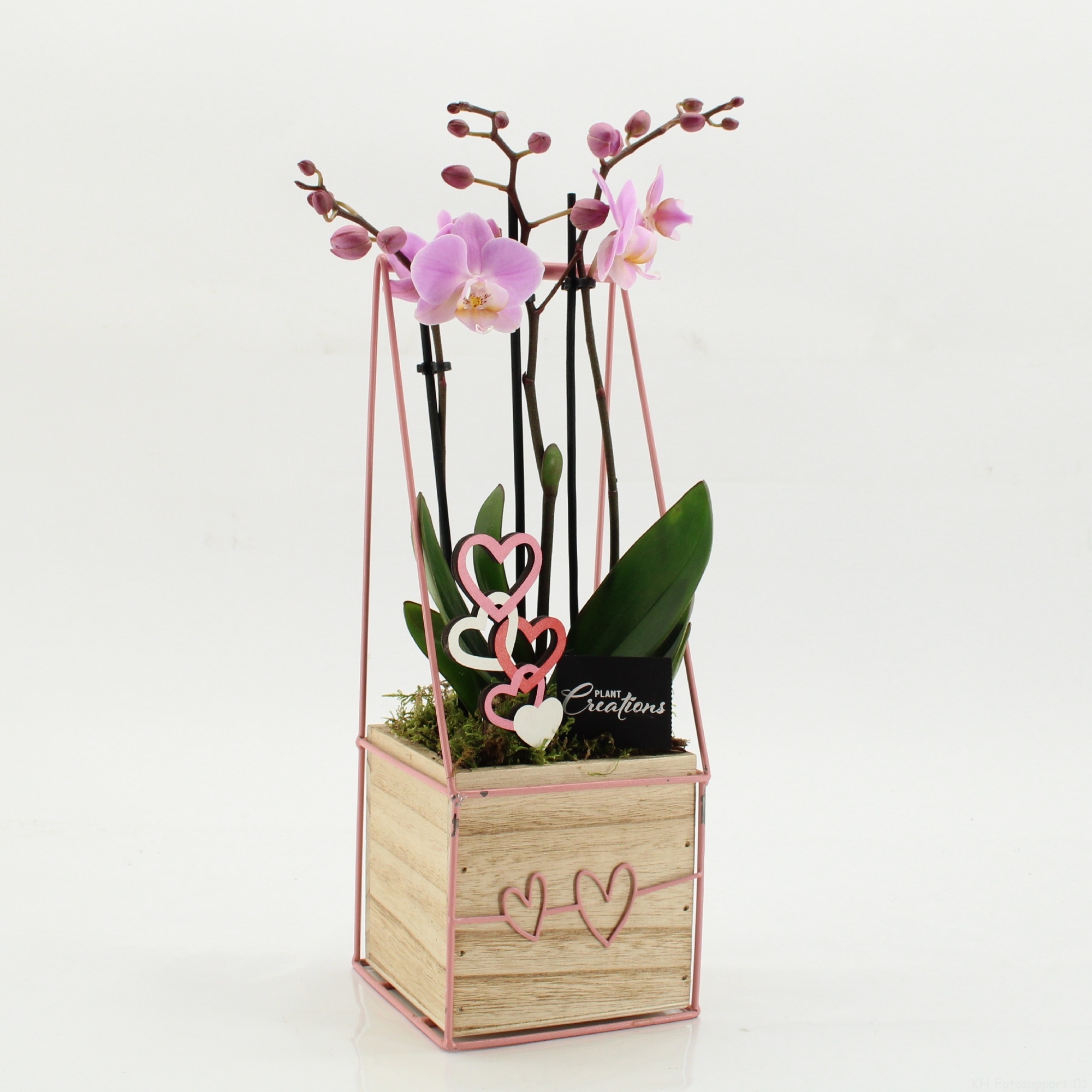 PHALRM-2606RZ Romantic Phalaenopsis, D 12