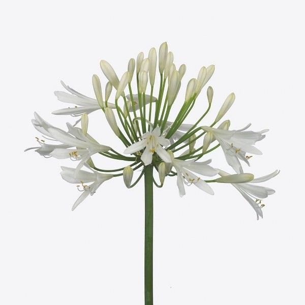 Agapanthus 'Henry's White' DOORBLOEIER, D 21