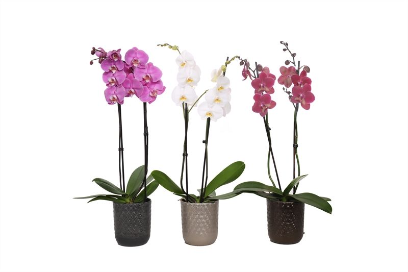 Vera p12 symmetric mix Phal mix 2T14+, D 12