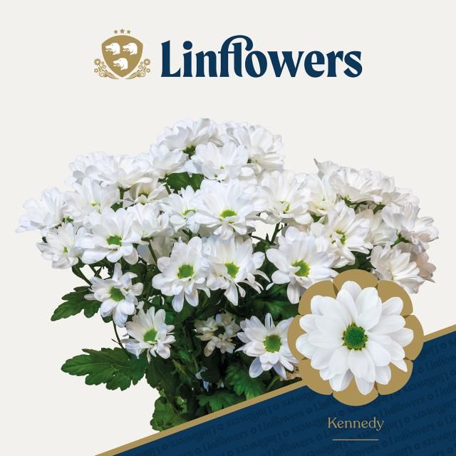 Хризантема куст. Кеннеди 70 (бел.), шт.