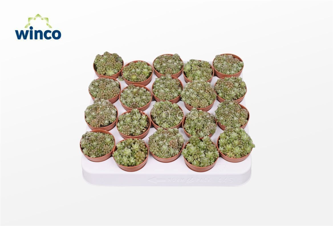 Anacampseros Tomentosa, D 5,5