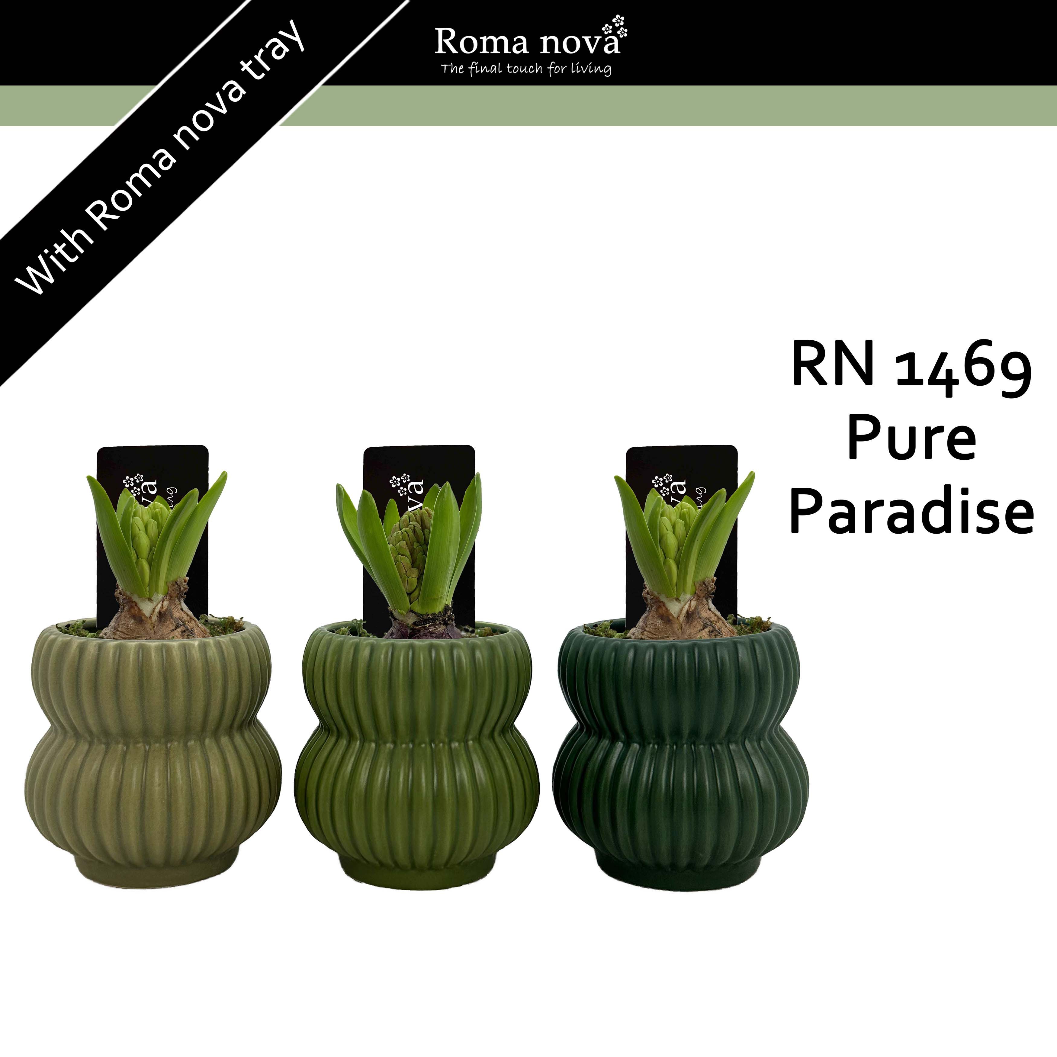 1469 - Pure Paradise (Hyacint 6cm), D 8 cm
