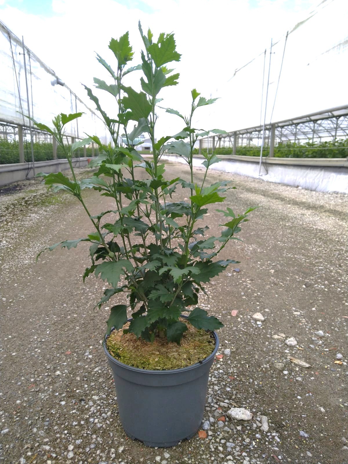 Hibiscus syr. Flower Tower Ruby, D 23