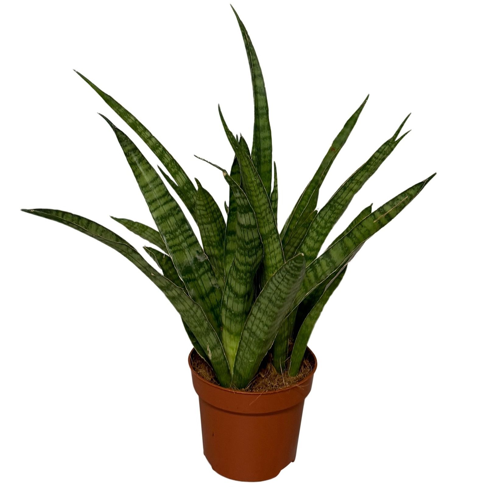 Sansevieria Kirkii, D 12