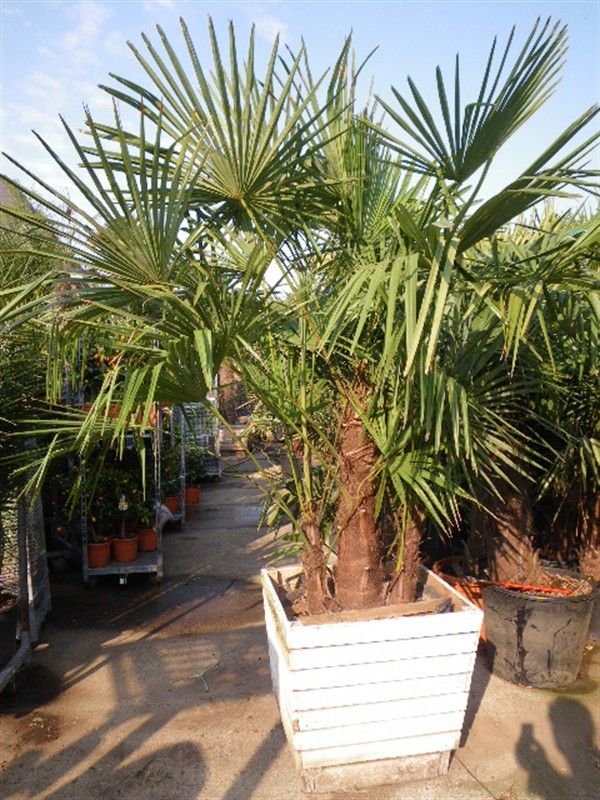 Trachycarpus fortunei, D 55