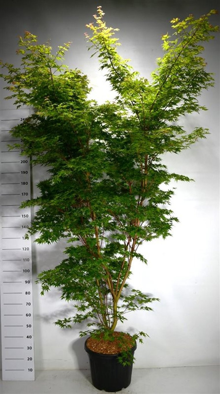 Acer pal. 'Sangokaku', D 48