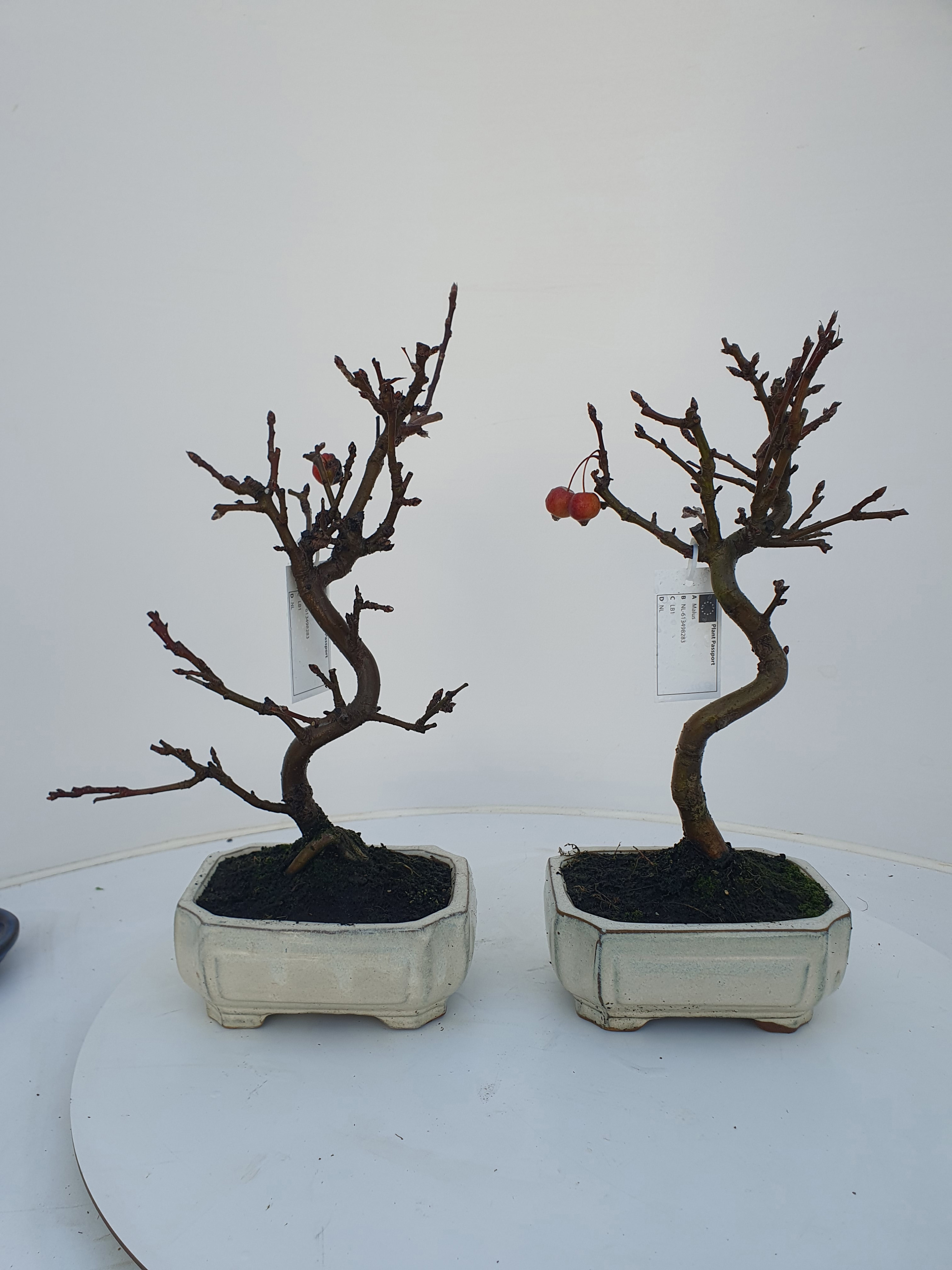 Malus domestica, D 16