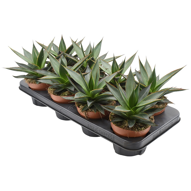 Agave Shaka Zulu, D 12