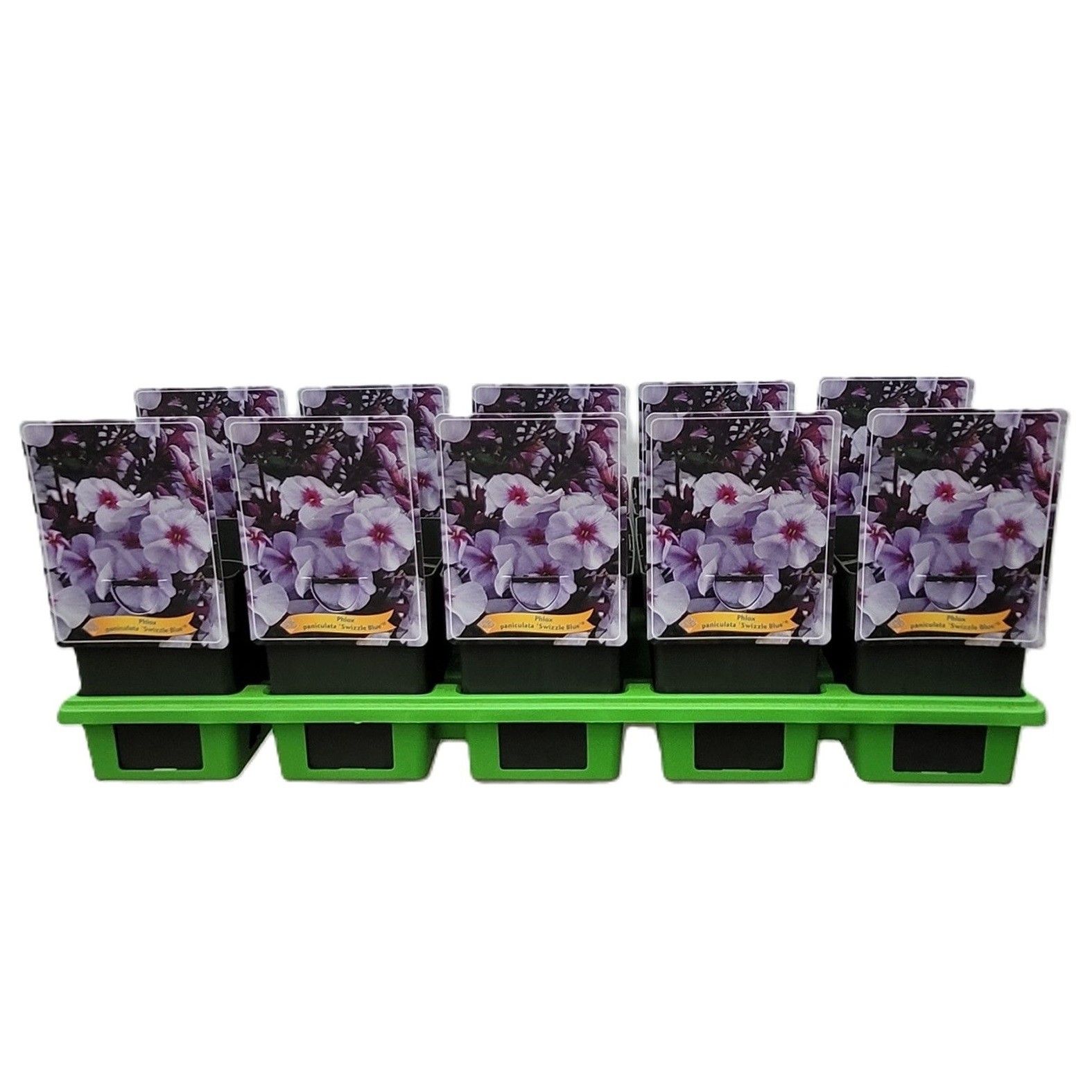 Phlox Paniculata 'Swizzle Blue' P11, D 11