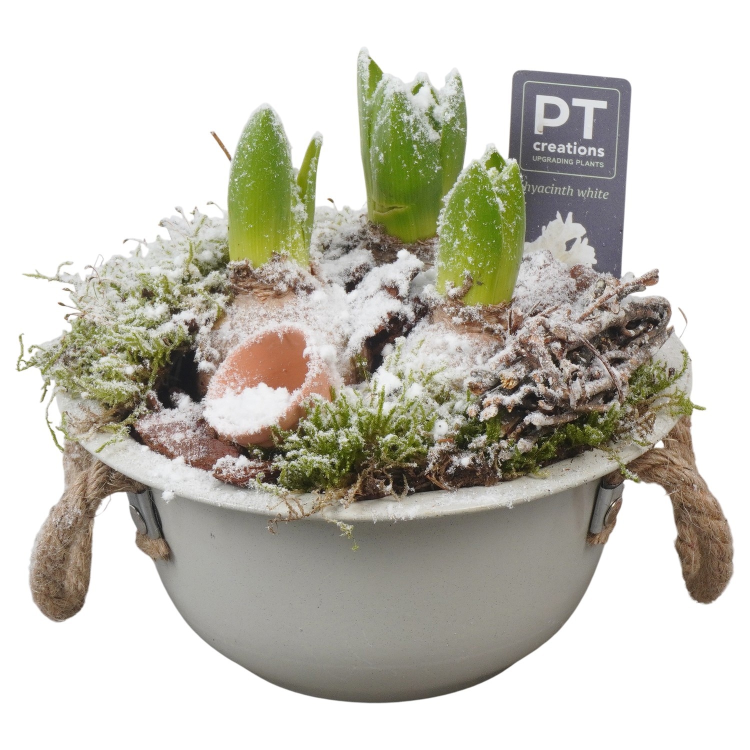 PTWH4063 Arrangement Winter Hyacint in metalen schaal, D 18