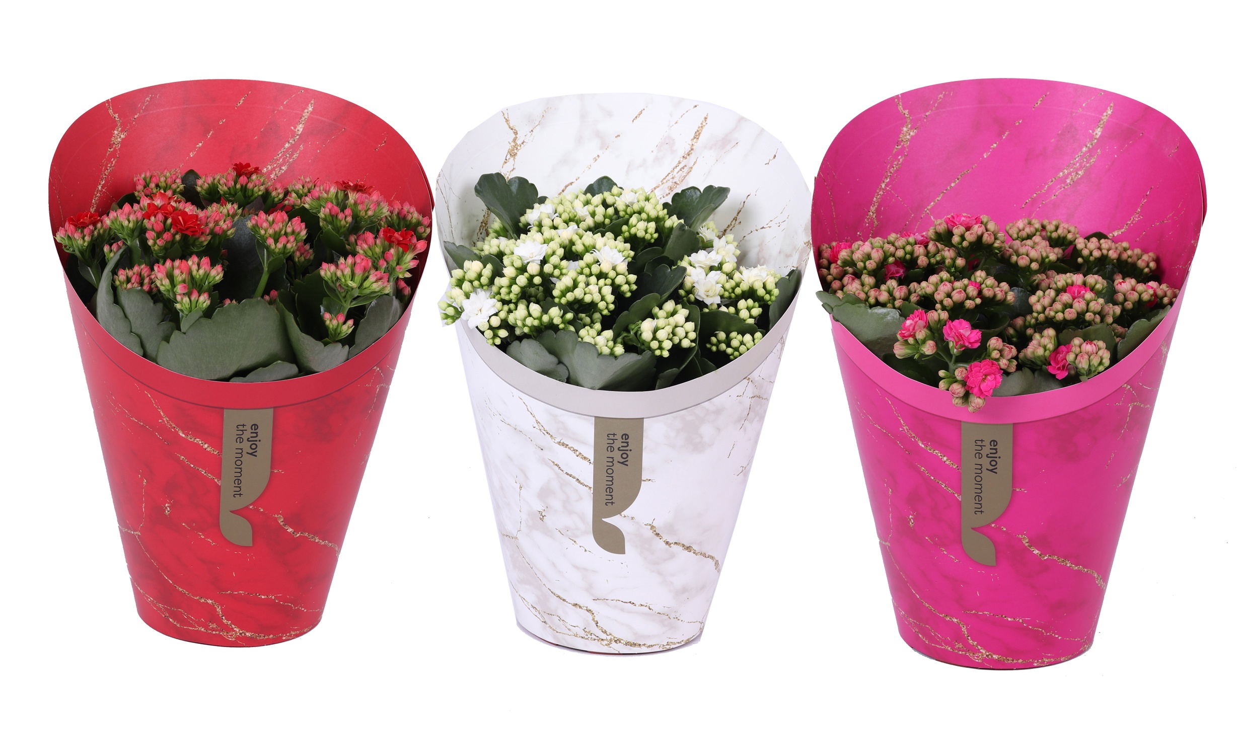 KP-894.3 - Kalanchoe Rosalina 15cm in Gifts Lovemix, D 15