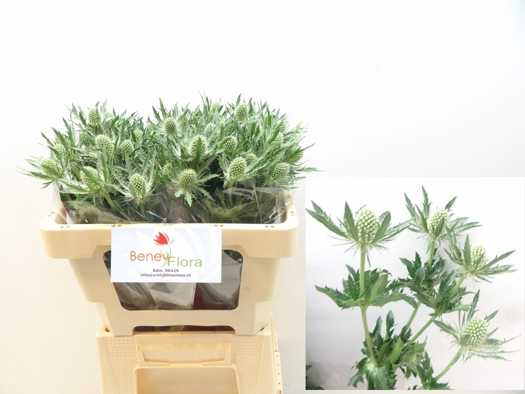 Эрингиум Мэджикал Вайт Лагун 50, шт.