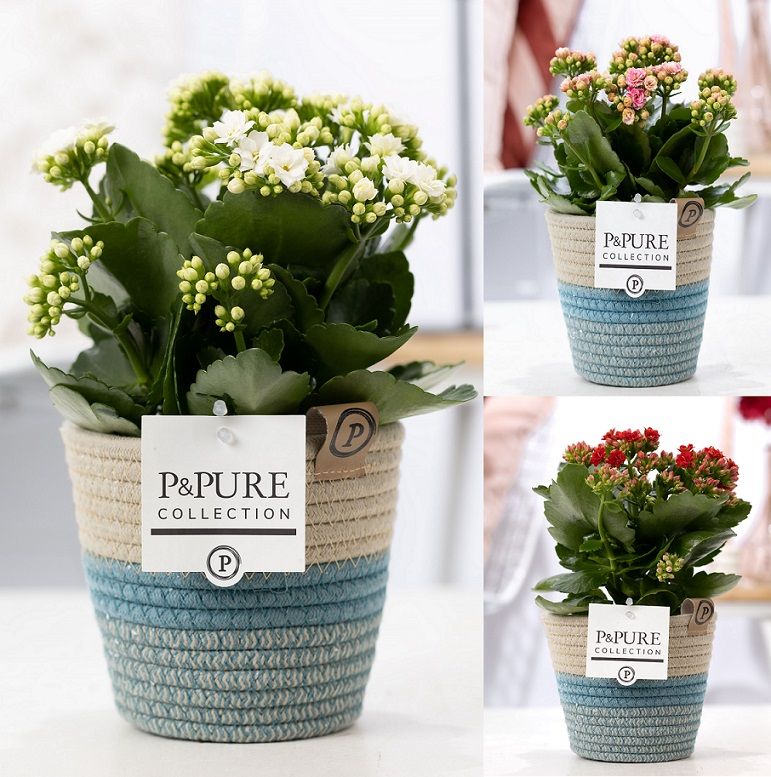 Kalanchoe mix in P&PURE Fashionpot Valerie, D 12