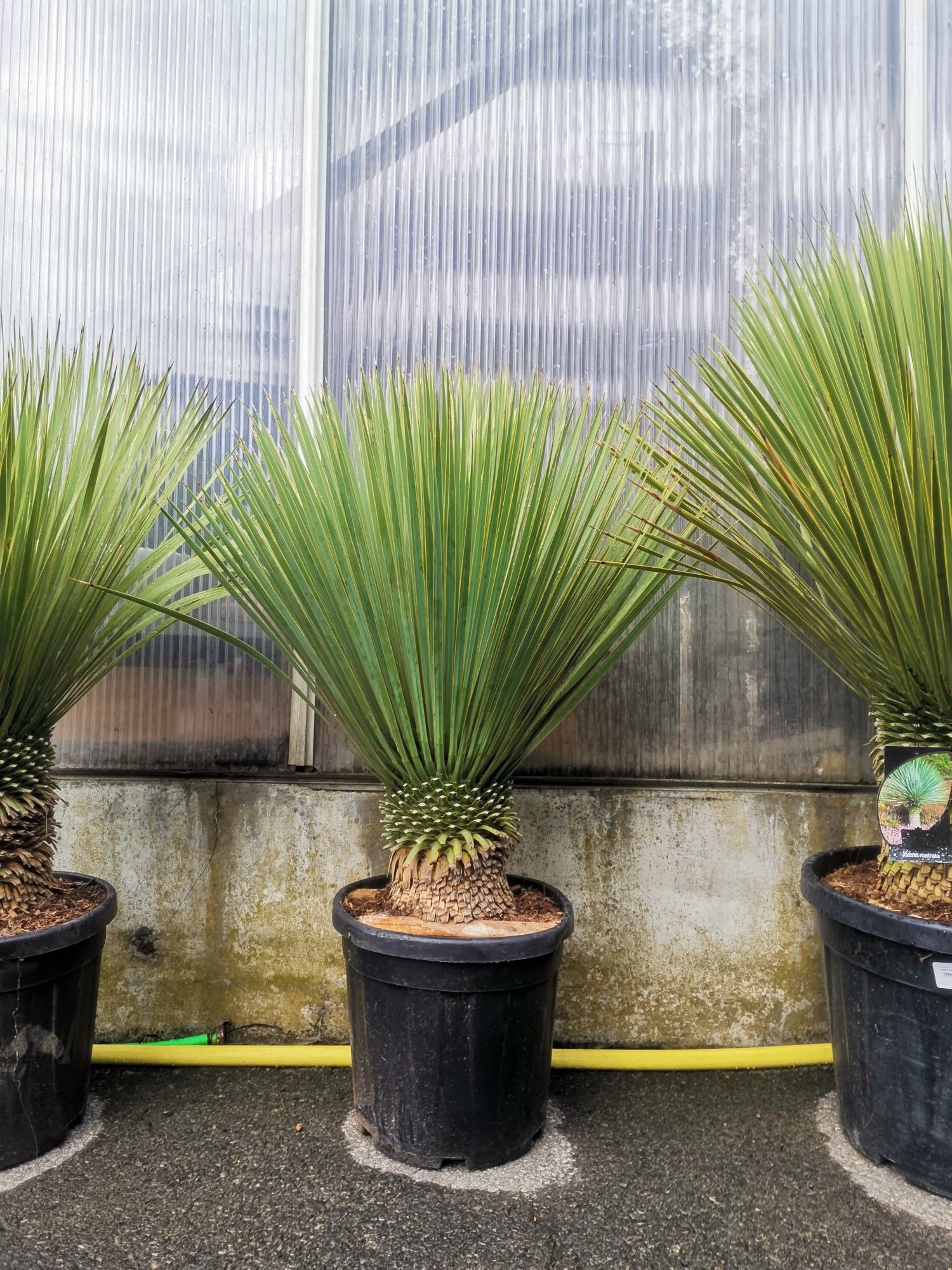 yucca rostrata, D 40