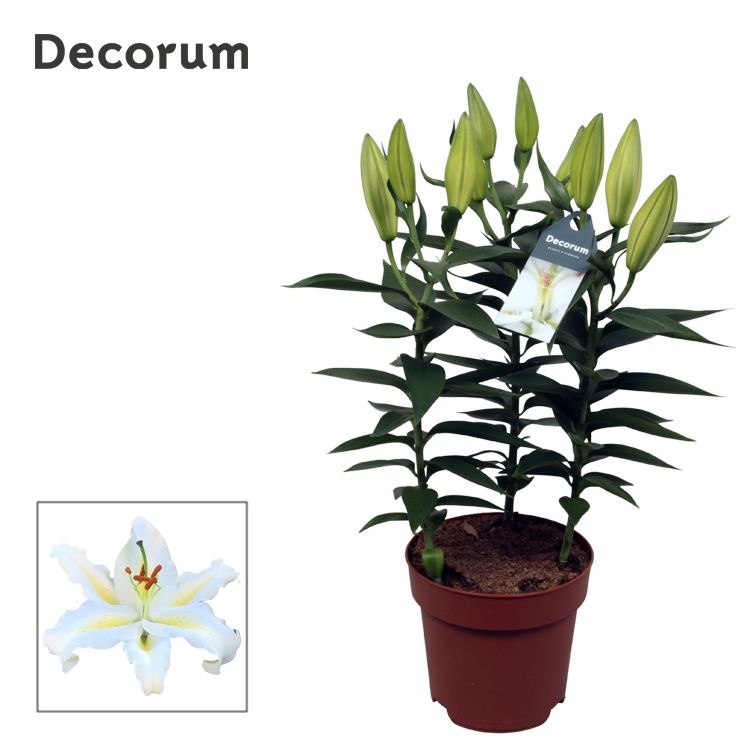 Lilium Or Starlight White 17cm, D 17 cm