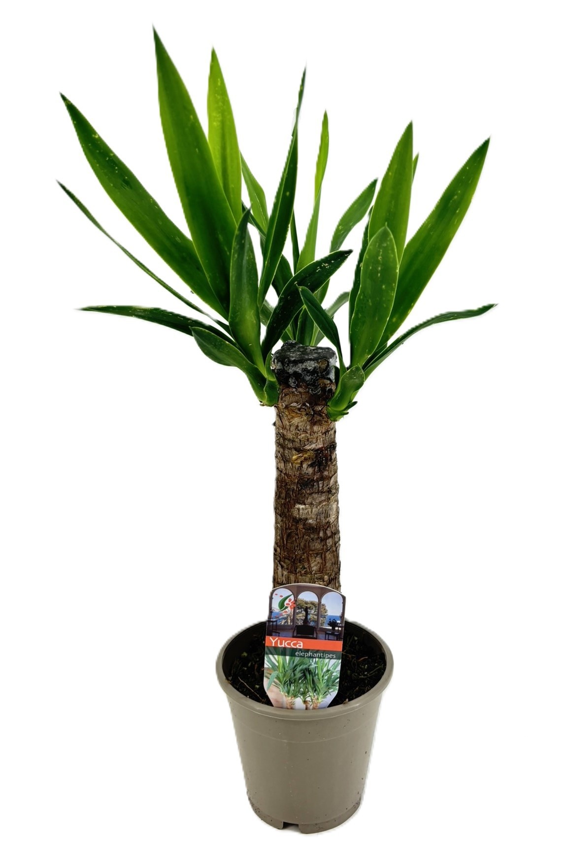 Yucca elephantipes 25cm, D 12 cm Yucca elephantipes 25cm, D 12 cm