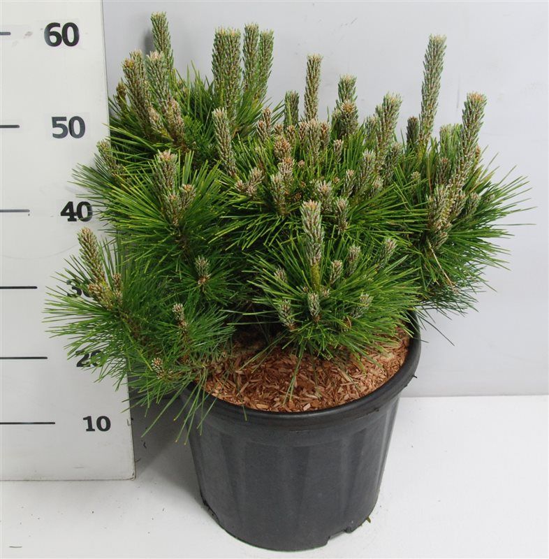 Pinus thunbergii 'Sayonara', D 32