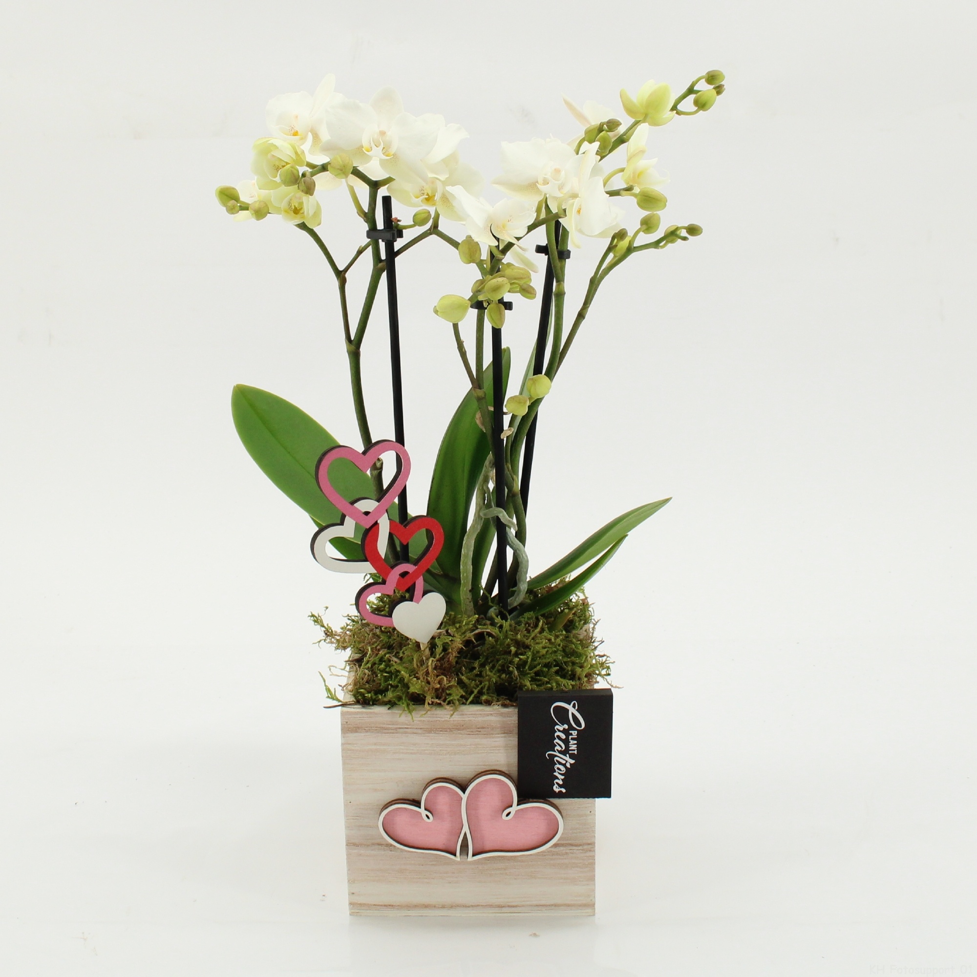PHALRM-2607W Romantic Phalaenopsis, D 11