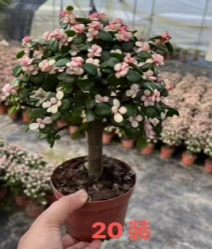 Портулакария афра вариегата Пинк Леди ствол 12 28