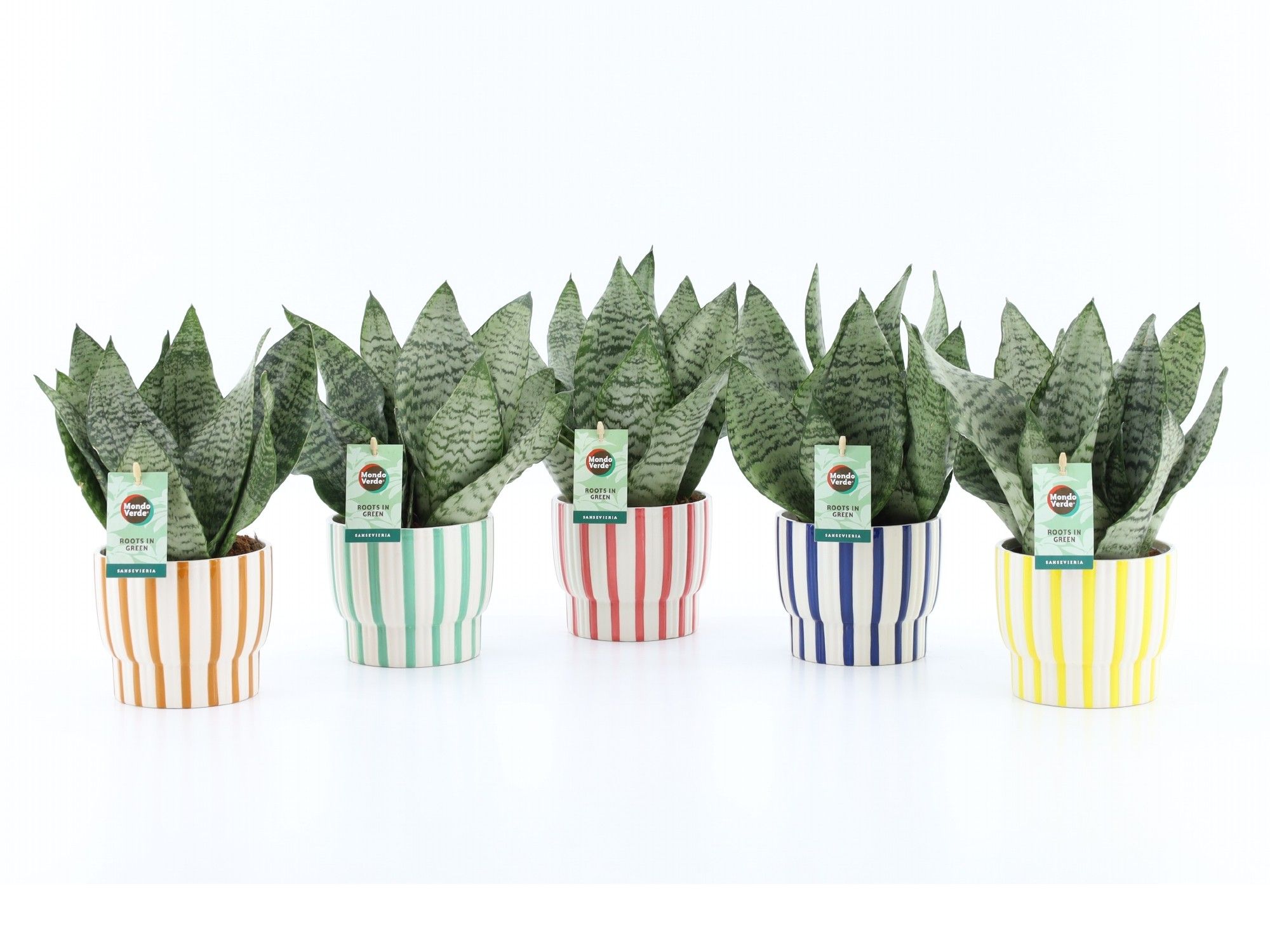 Sansevieria Black Coral in Pastel Stripe, D 13