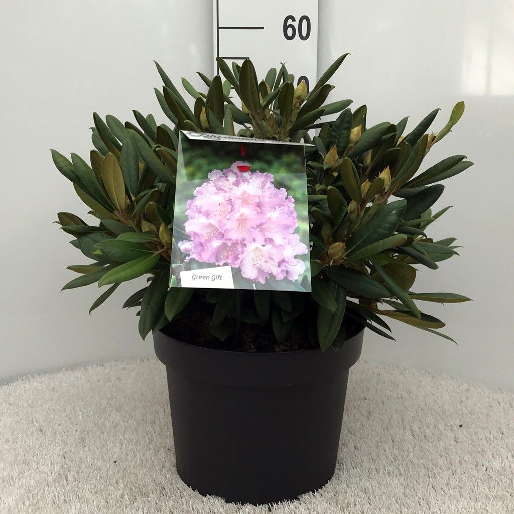 Rhodo. (Y) 'Carol. Allbrook' pink/purple, D 29
