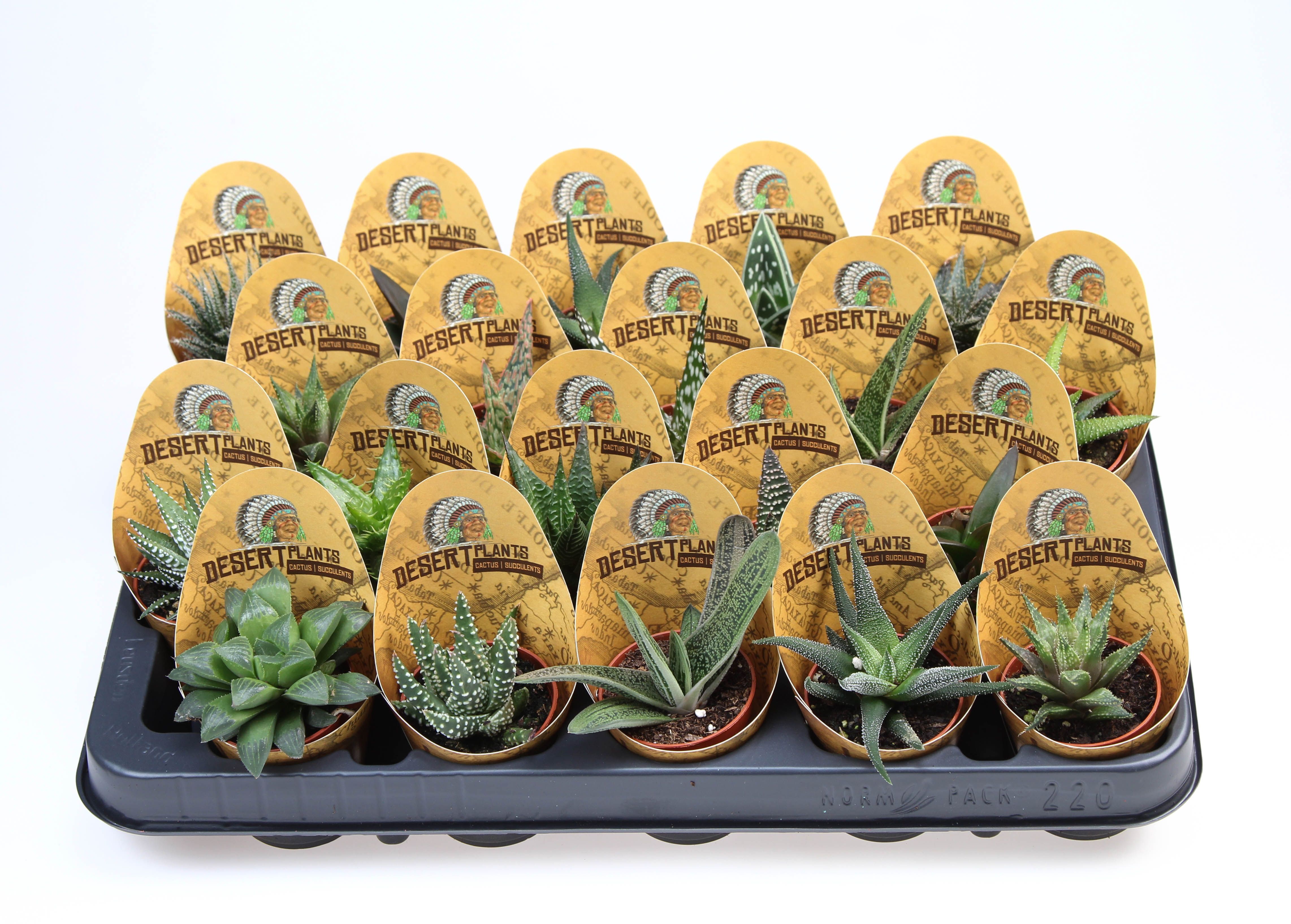 Potcover desert plants aloe mix, D 5,5