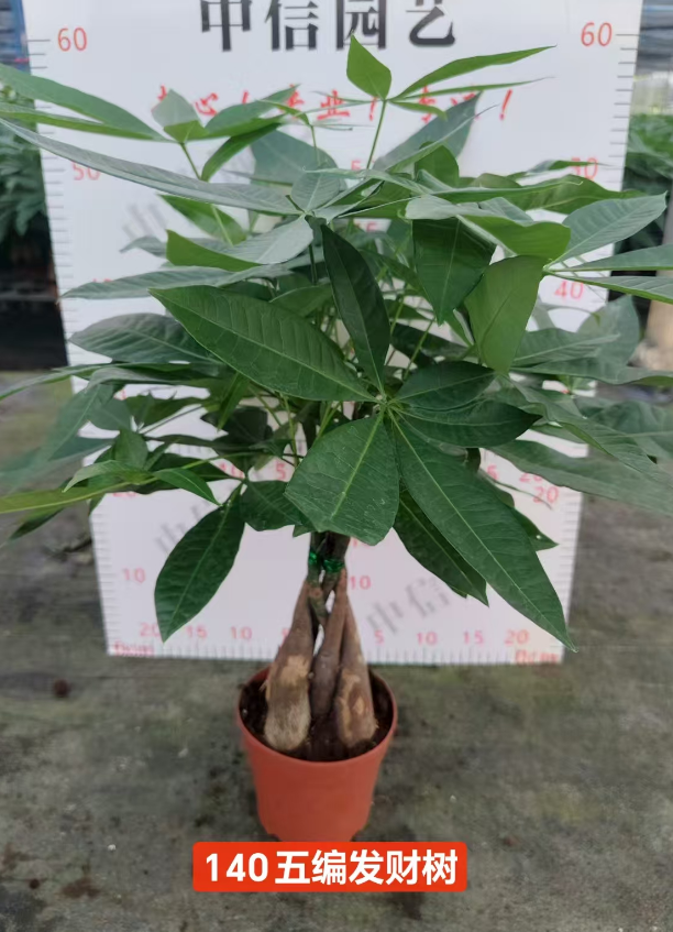 Пахира Фиве-бранч Мани Три 14 63