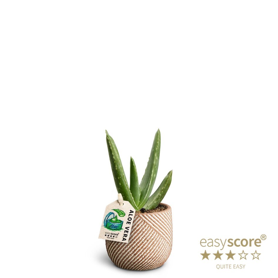 Grove Nougat, Aloe Vera, D 7